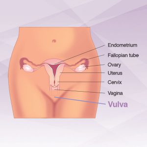 diagram-vulva-300x300